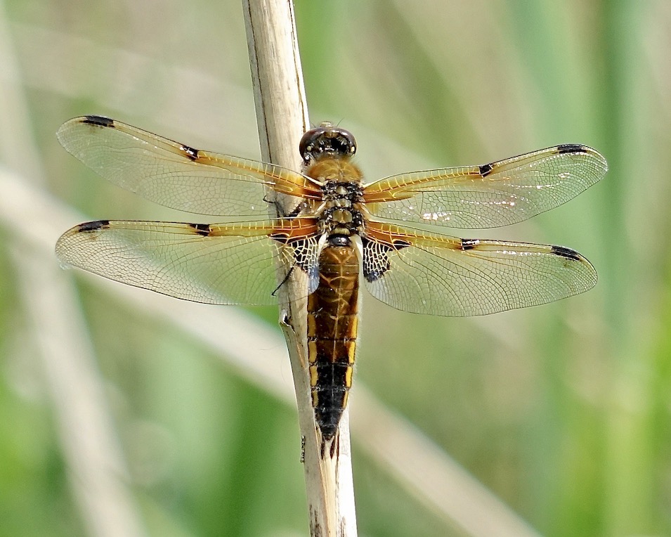 four-spotted chaser